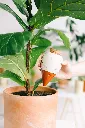 Speckled white 2.webp
