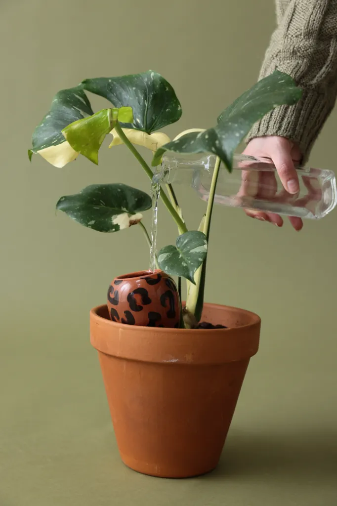 Brown Leopard 4.webp