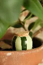 Green and green stripes 3.webp