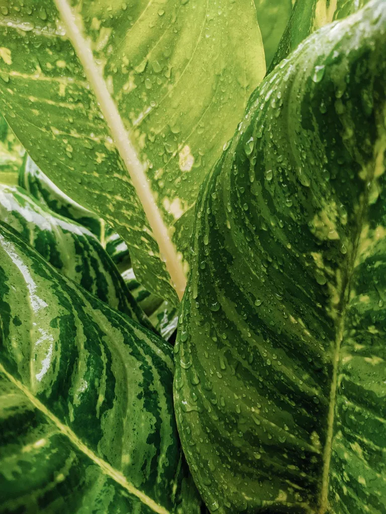 pexels-nvgr-202977679-11603676.webp