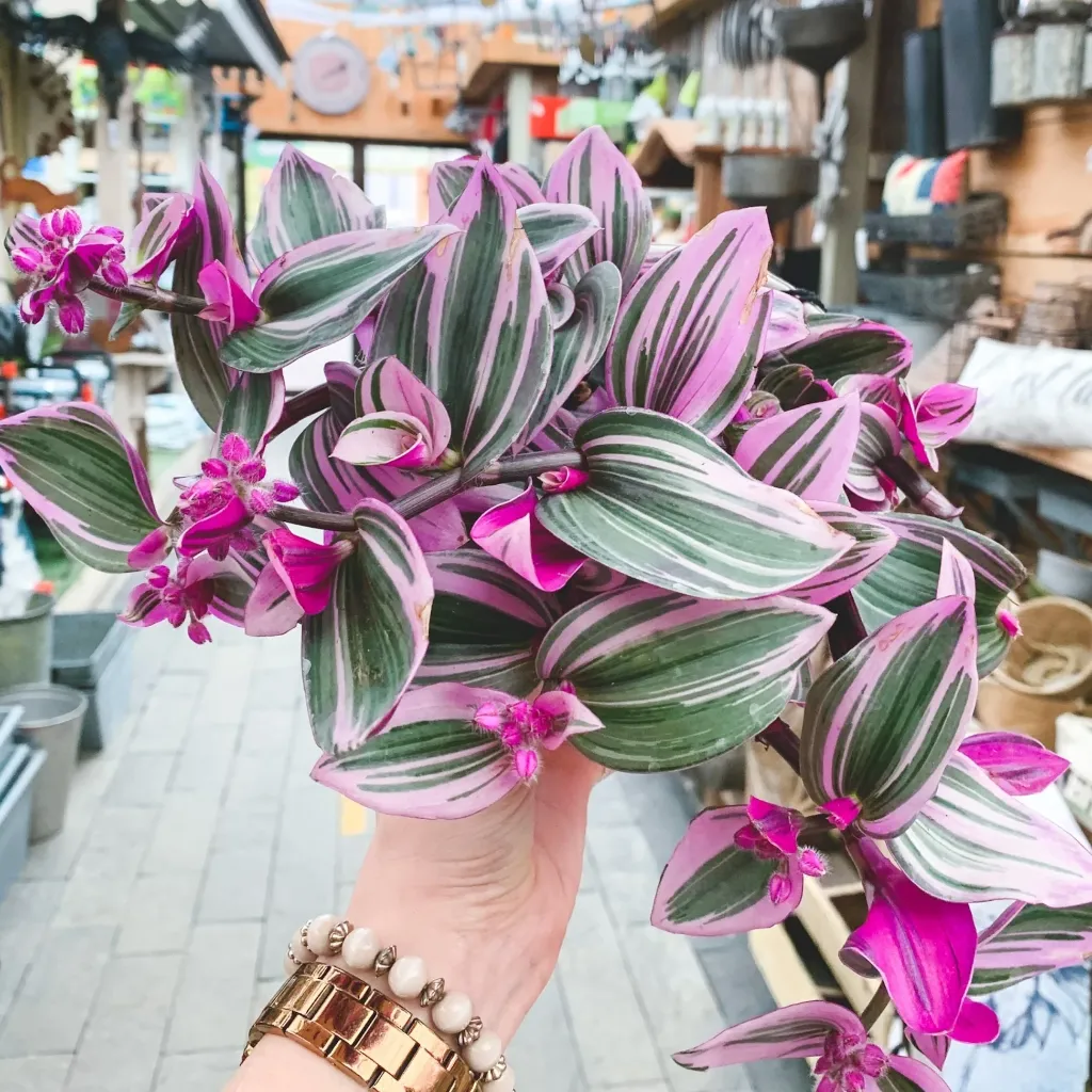 Tradescantia-albiflora-Nanouk_floraison_0951003c-a1ab-4fe8-a785-a02347be4a3f.webp