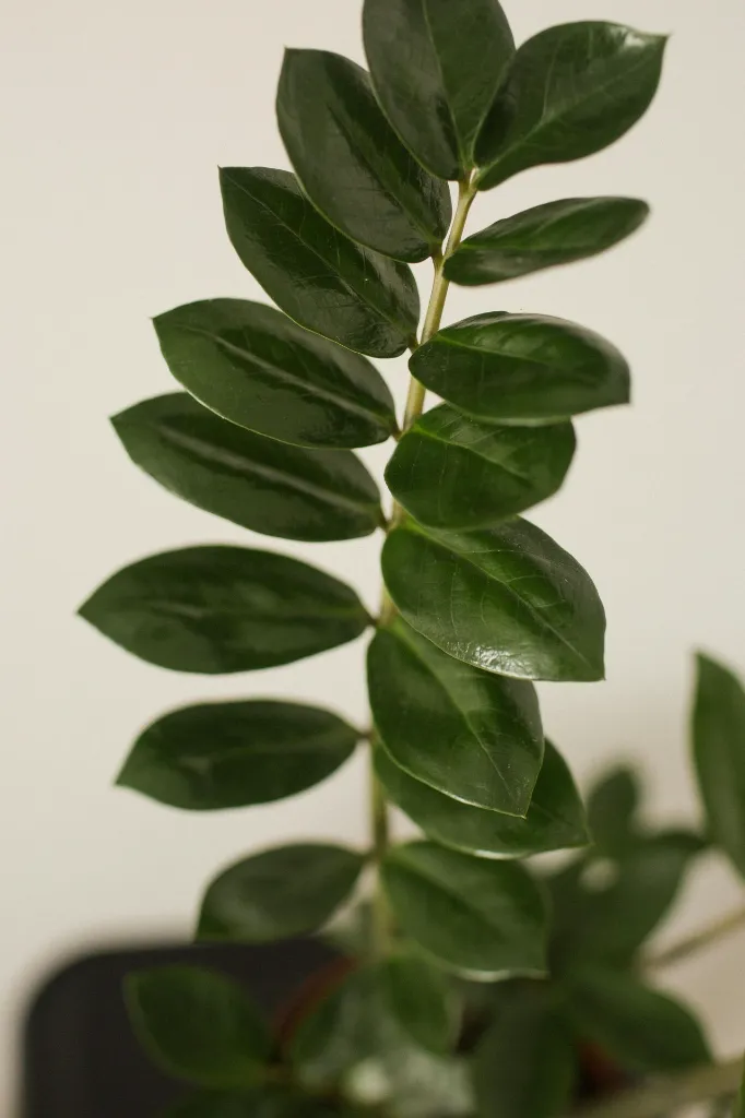 pexels-vovkapanda-6208091.webp