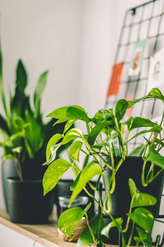 pexels-ja-kubislav-374578277-14534666.webp