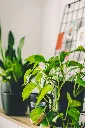 pexels-ja-kubislav-374578277-14534666.webp