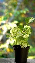 pexels-koushalya-karthikeyan-605468635-29118327.webp