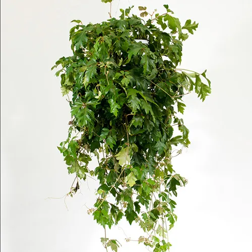 Cissus.webp