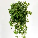 Cissus.webp
