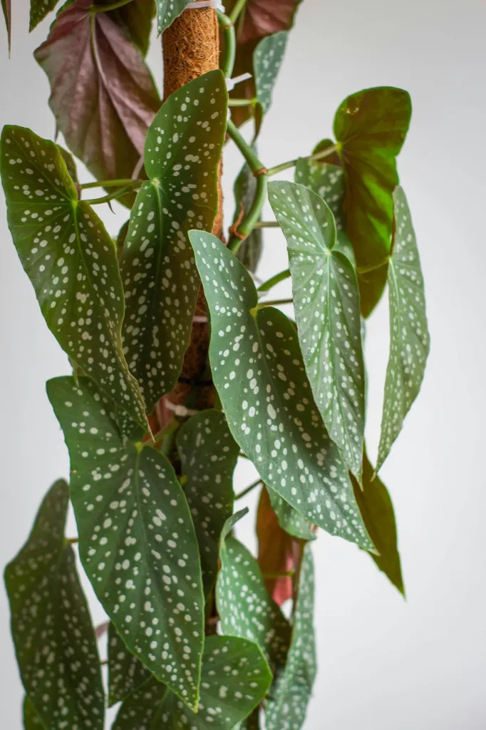 pexels-jardindeneko-33614720.webp