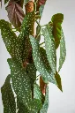 pexels-jardindeneko-33614720.webp