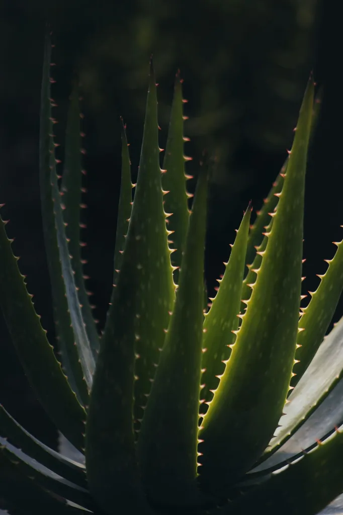 pexels-dina-nasyrova-2006209-17543272.webp