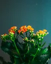 pexels-seyfidurmaz-8147325.webp