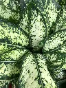pexels-marina-levitina-1076073195-31510159.webp