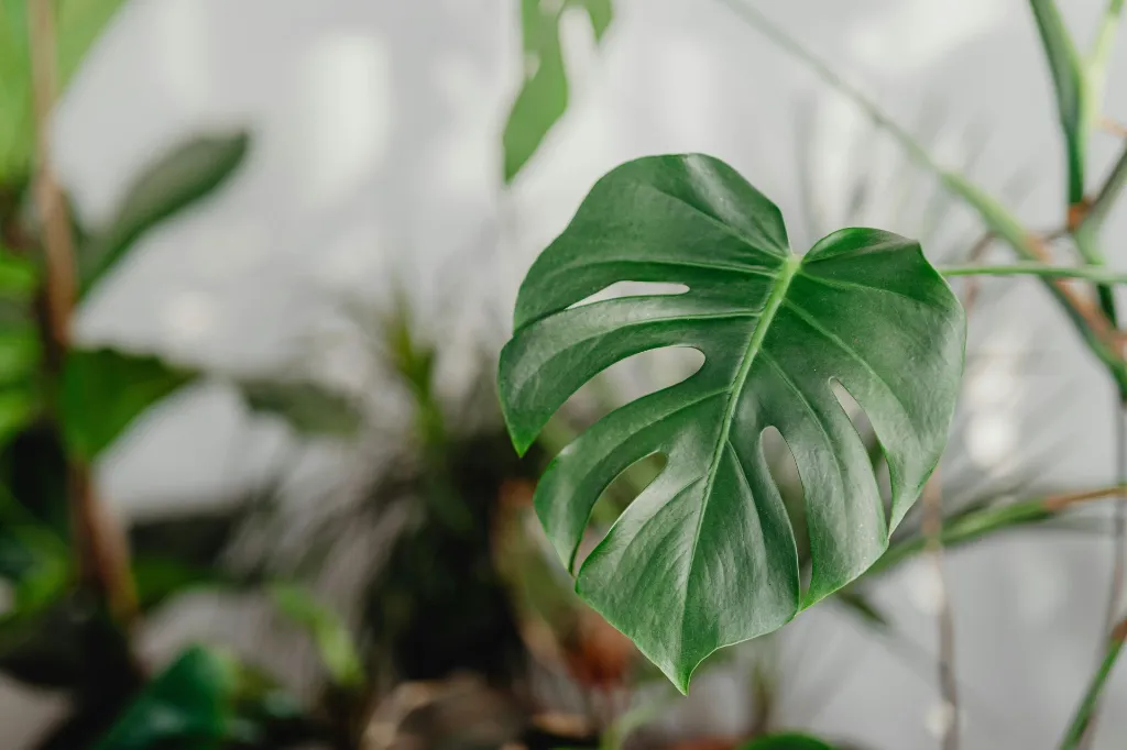 pexels-karola-g-5942500.webp