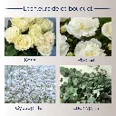 Pure élégance fleurs.webp