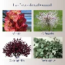 fleurs.webp