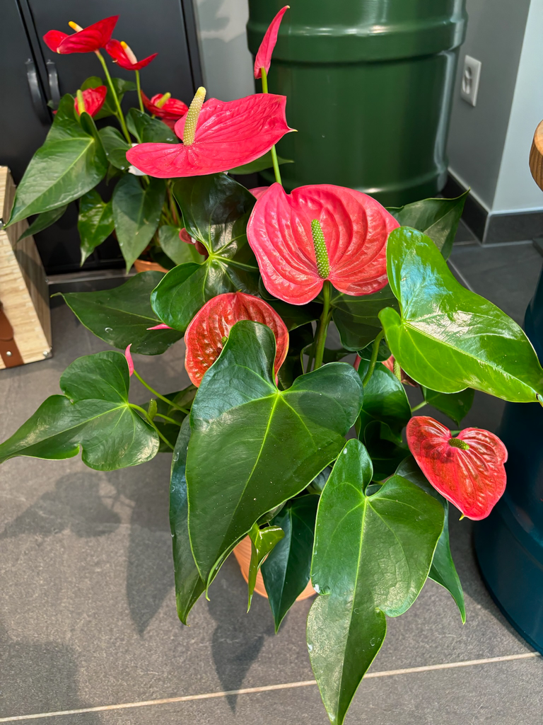 Anthurium