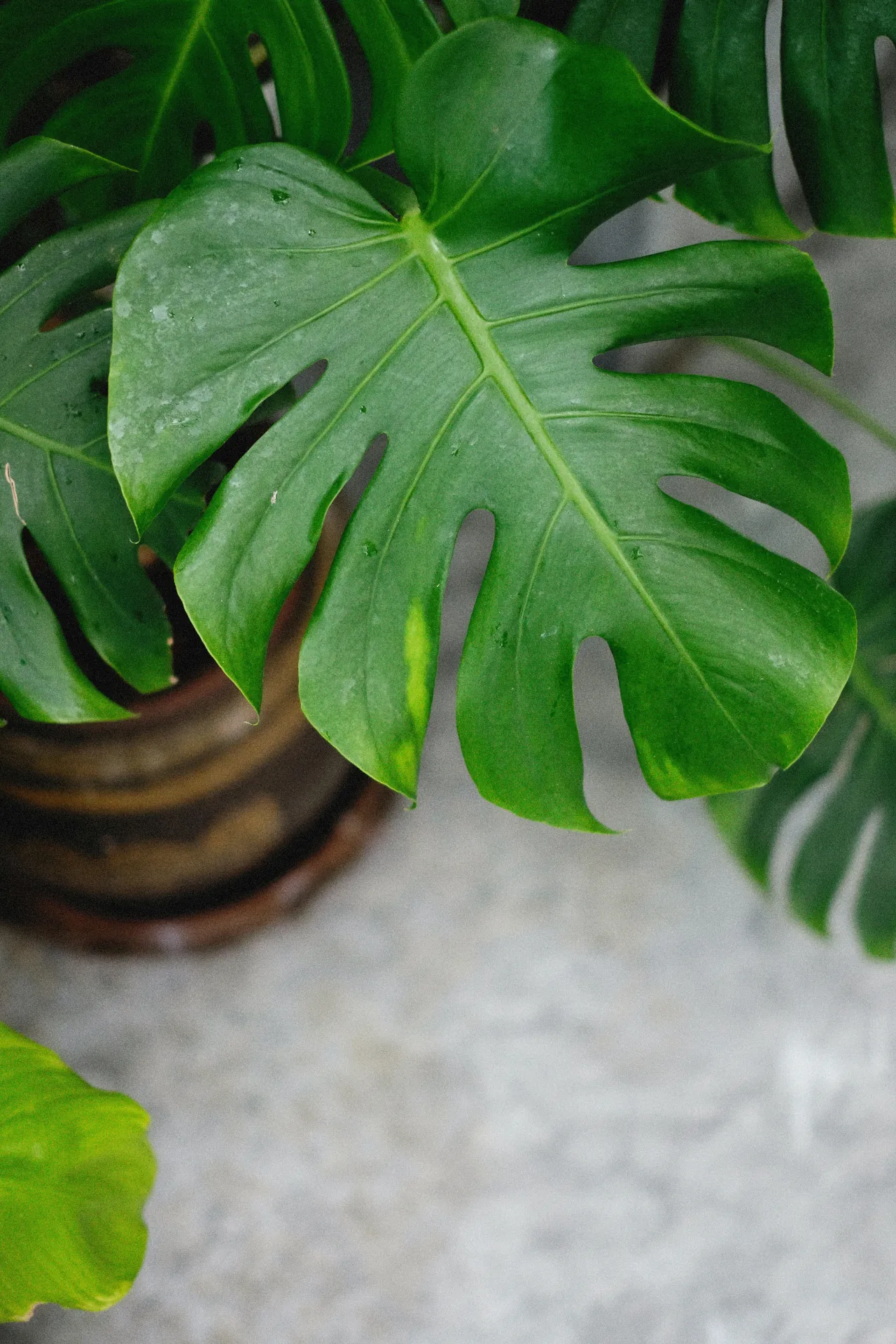 Monstera