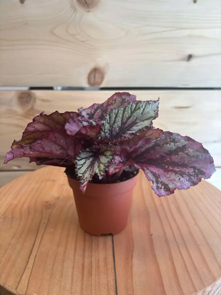 Begonia Rex