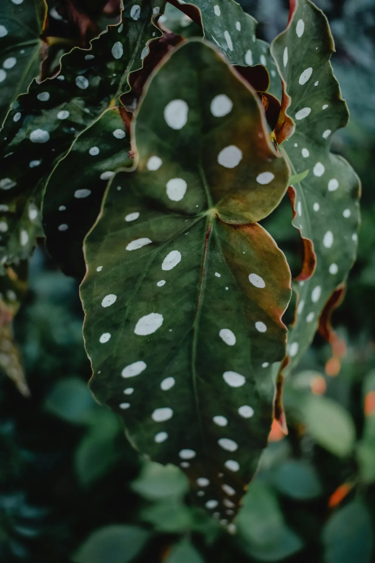 Begonia maculata