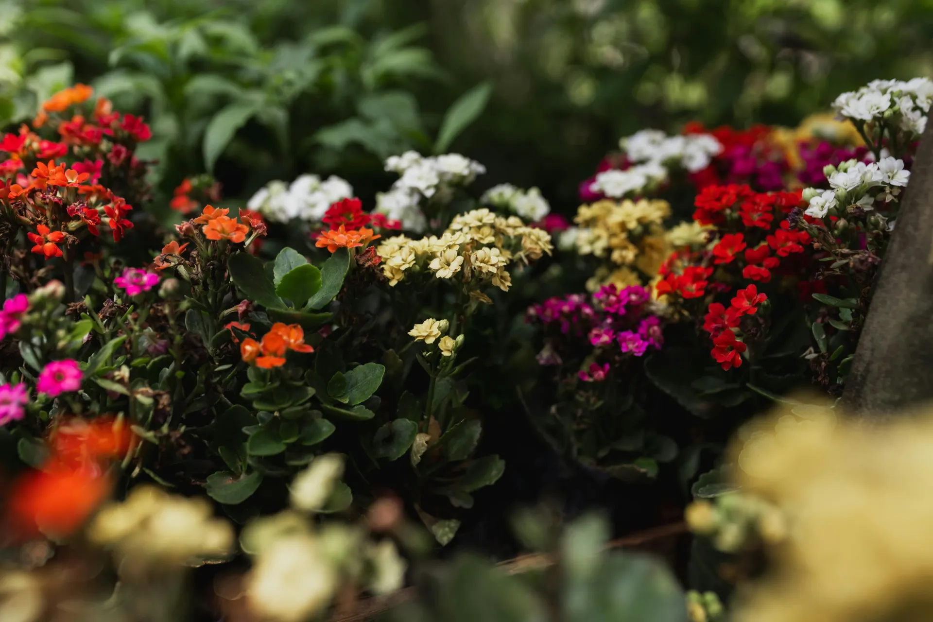 Kalanchoe
