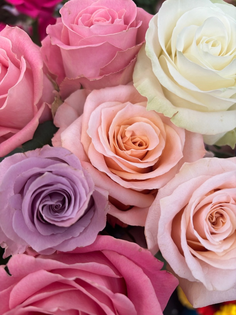 Rose (Rouge)