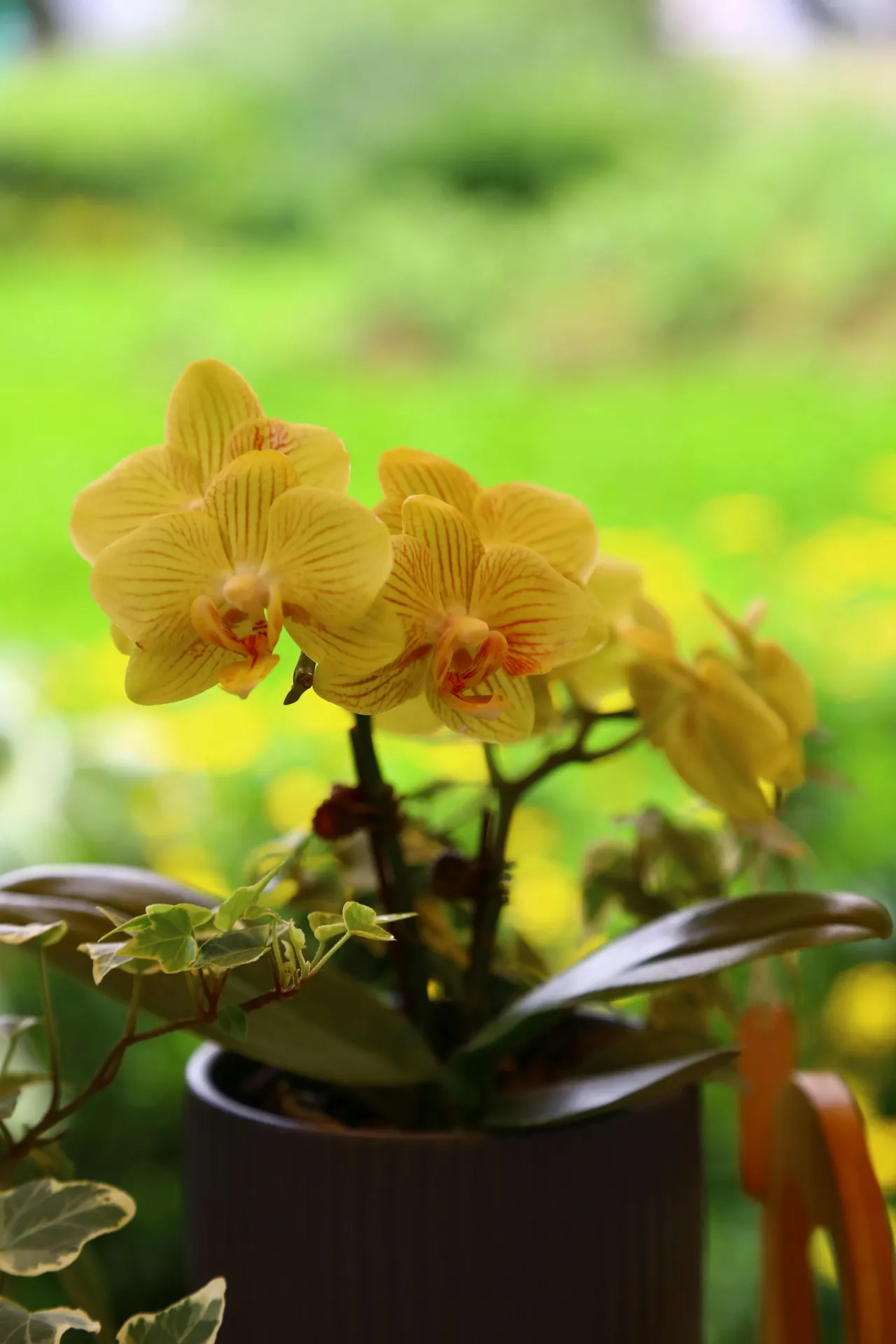 Mini Orchidée