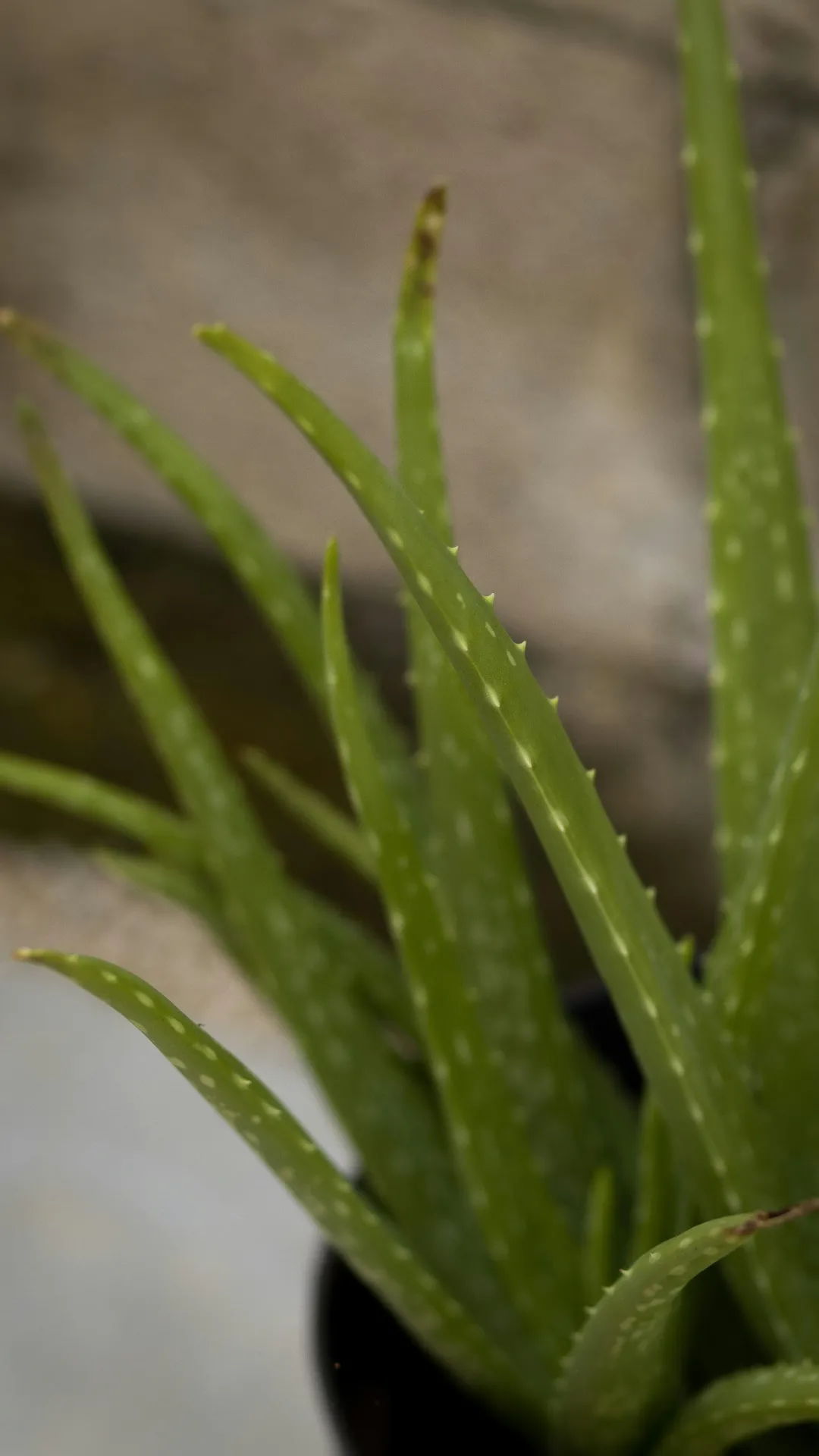 Aloe verra
