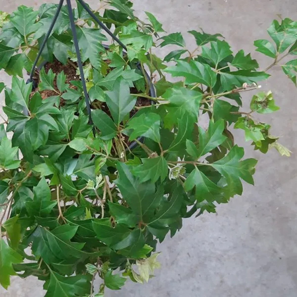 Cissus