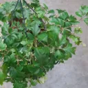 Cissus