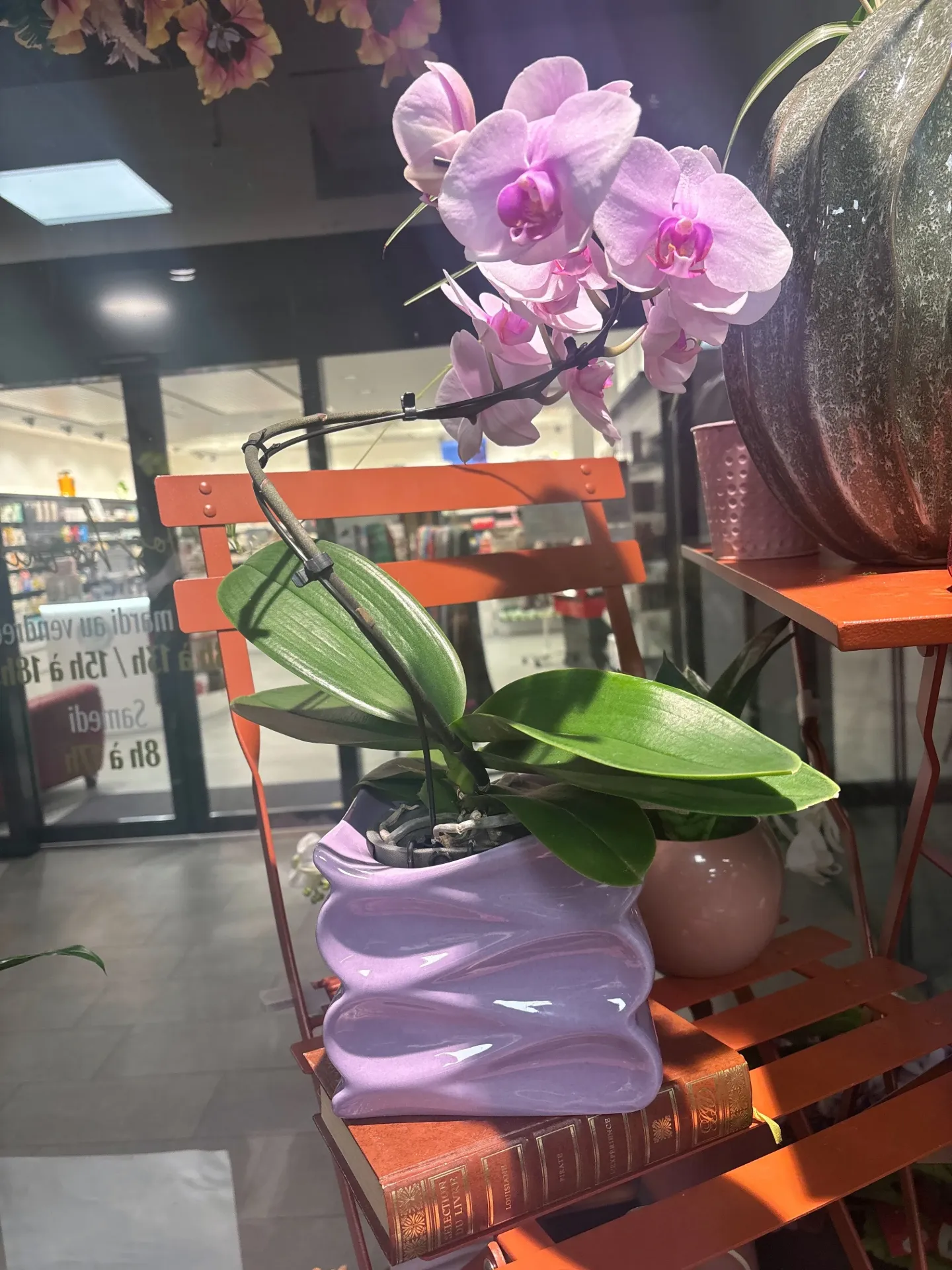 L’Orchidée Élégance en Cache-Pot Ondulé