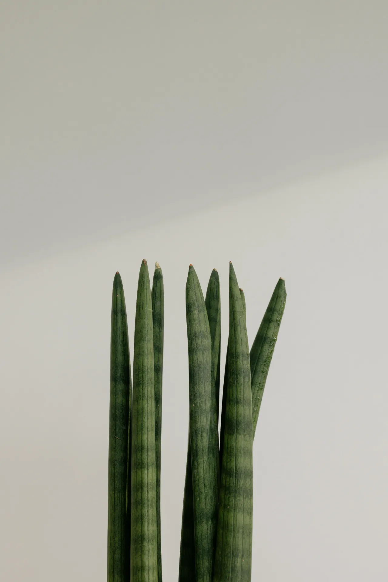 Sansevieria