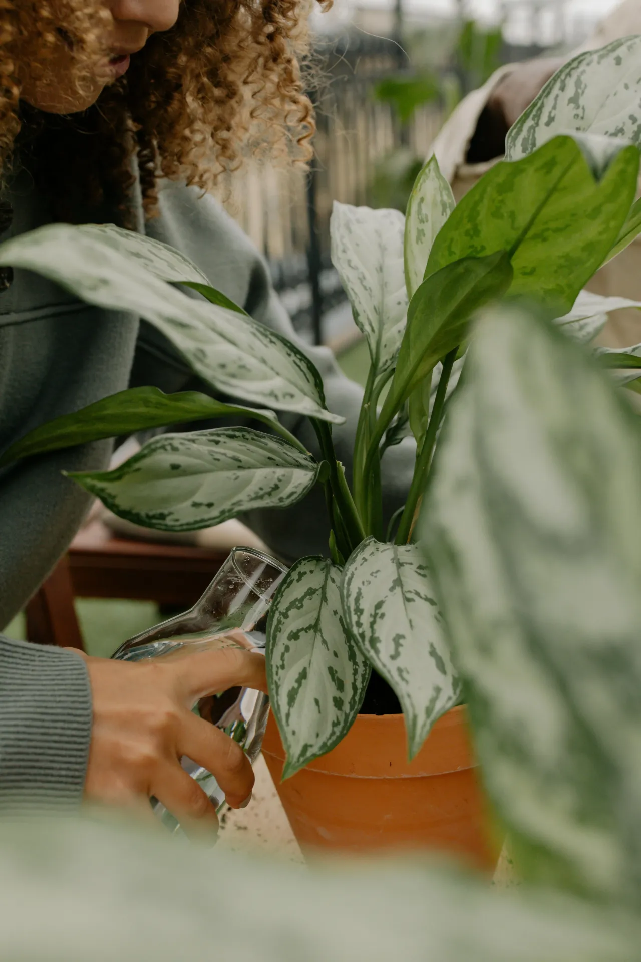 Aglaonema