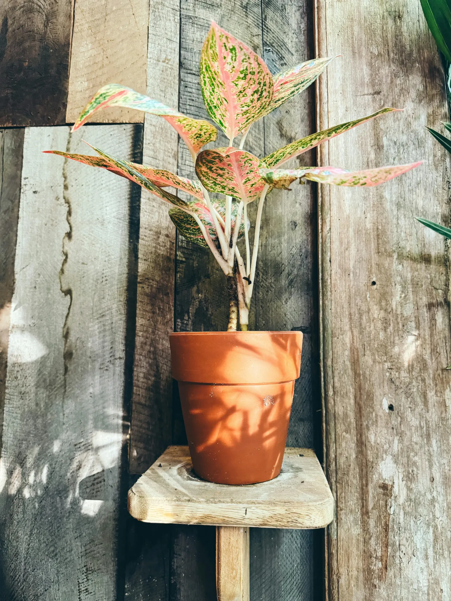 Aglaonema