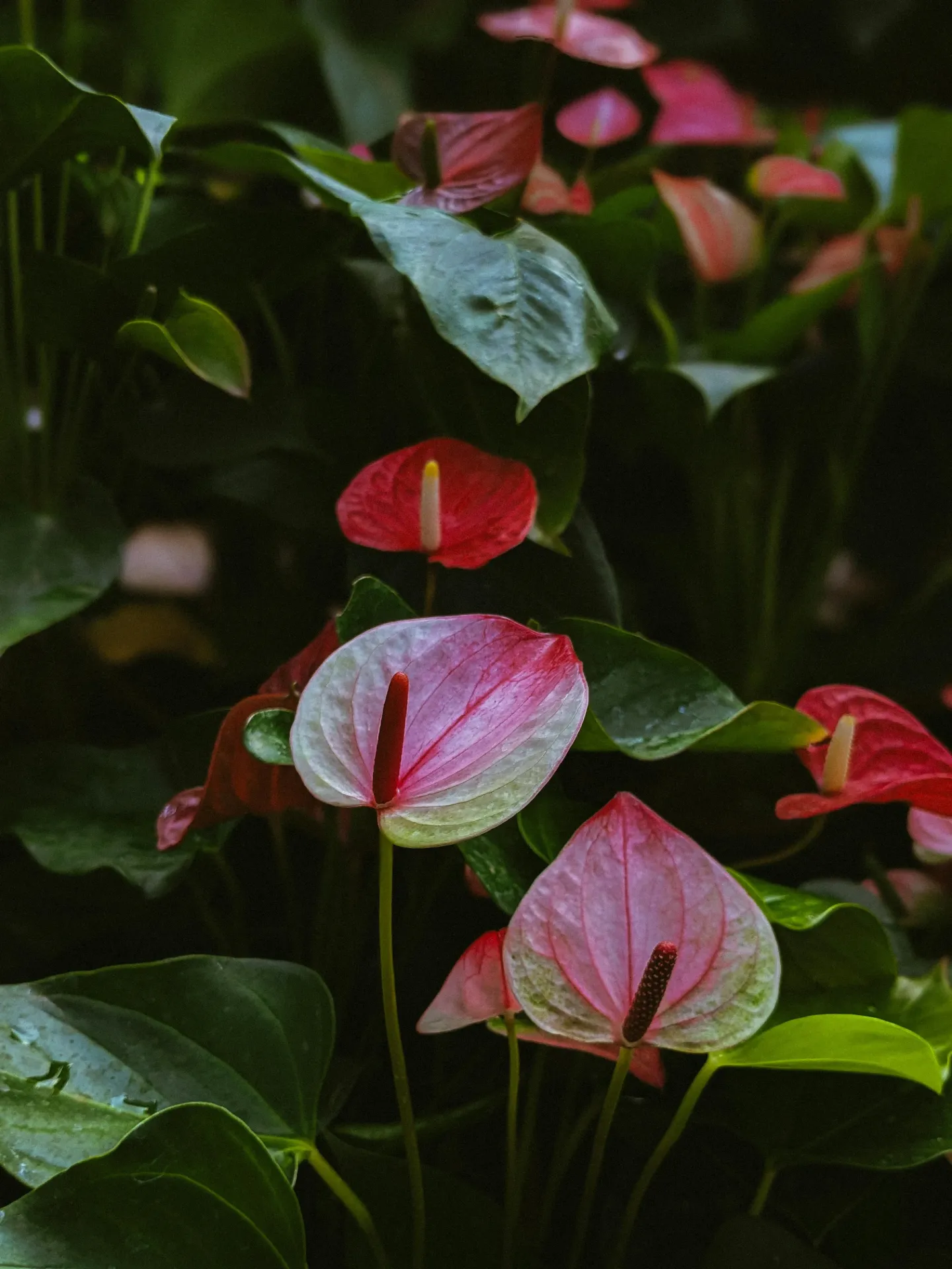 Anthurium