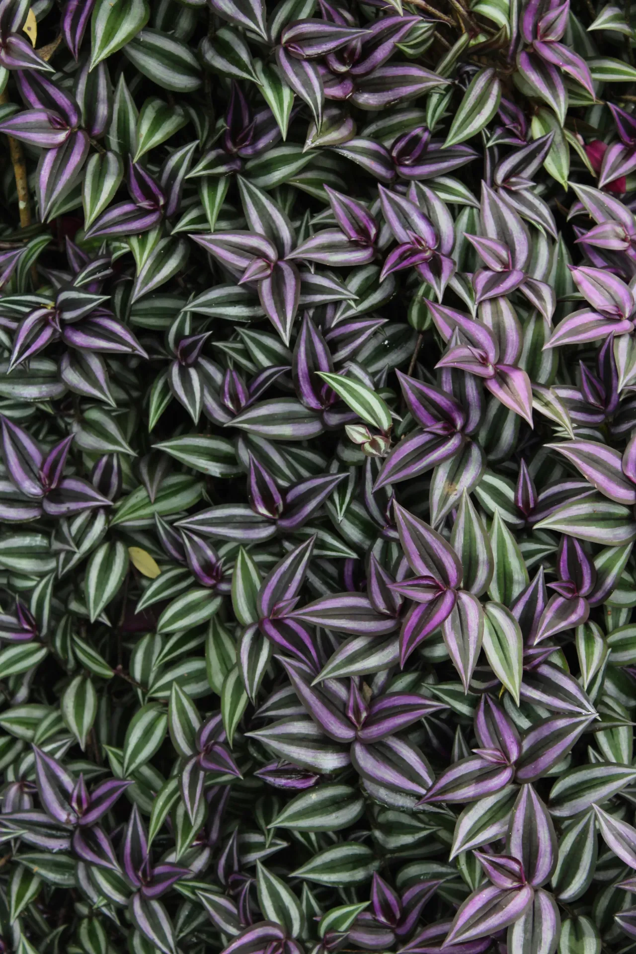 Tradescantia