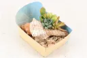 Composition de succulentes en coquillage