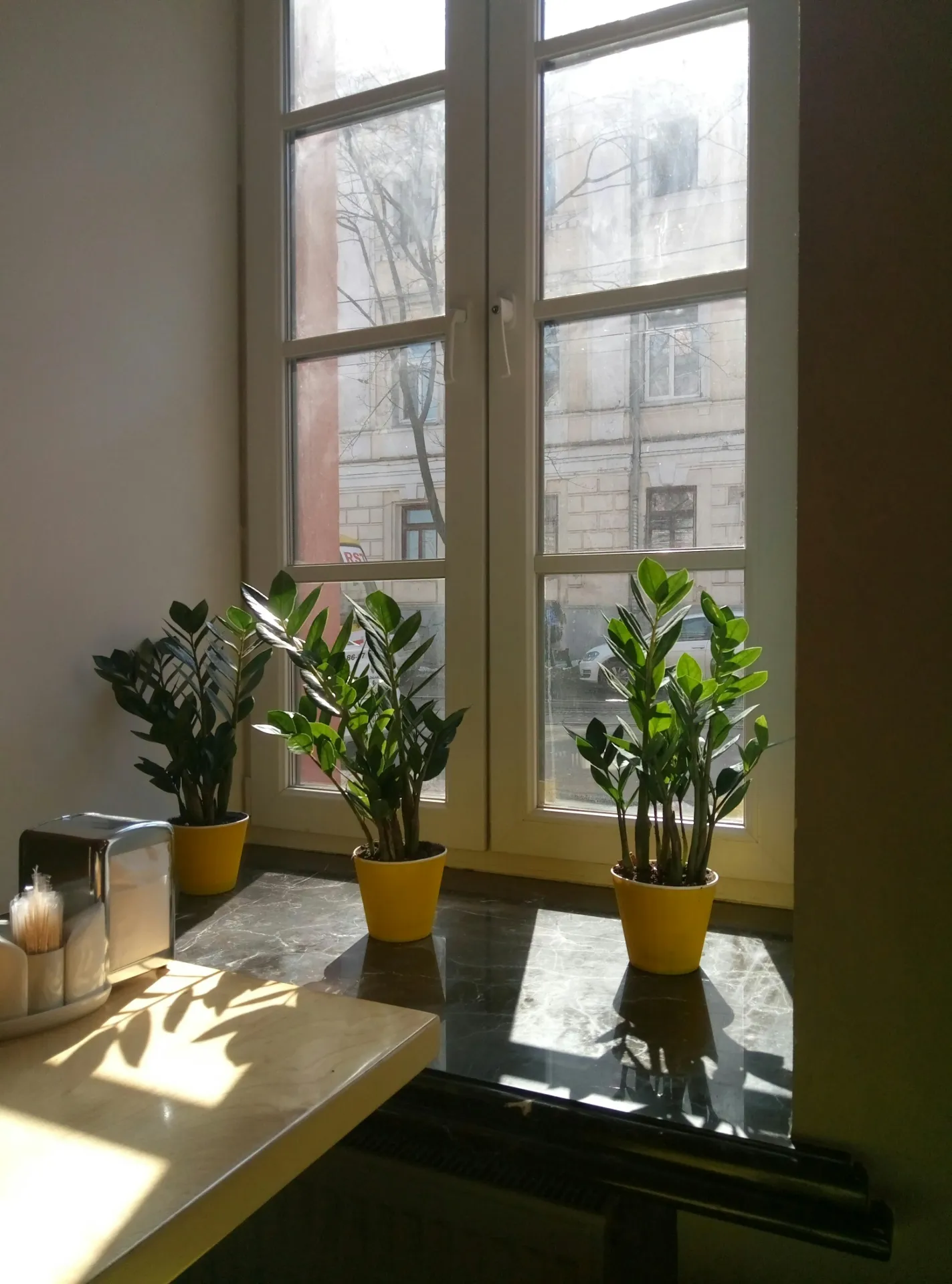 Zamioculcas