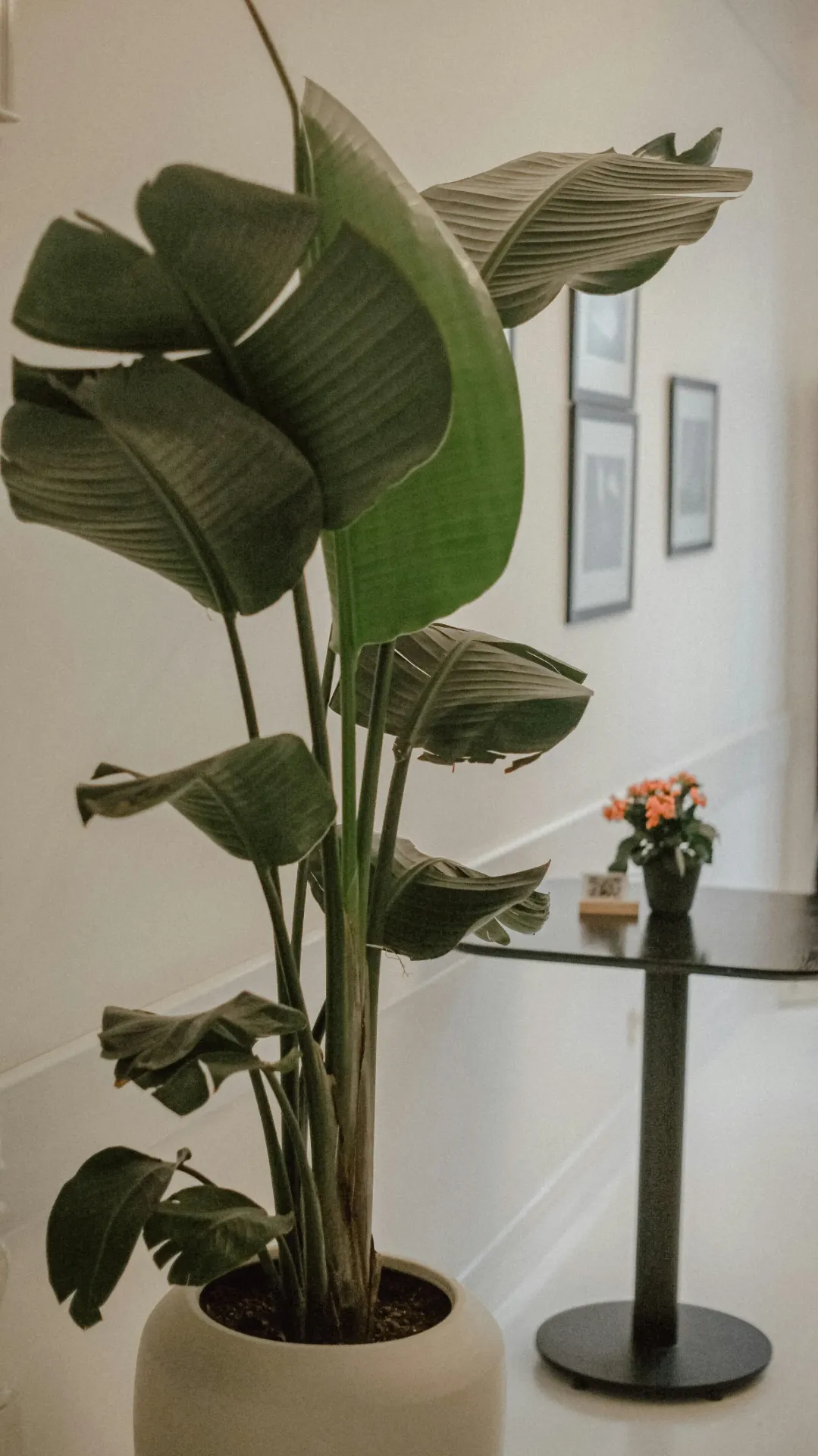 Strelitzia