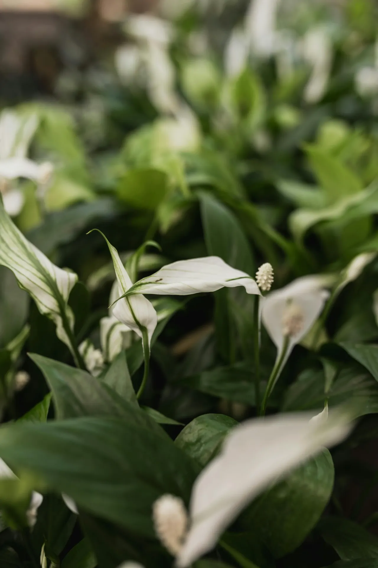 Spathiphyllum