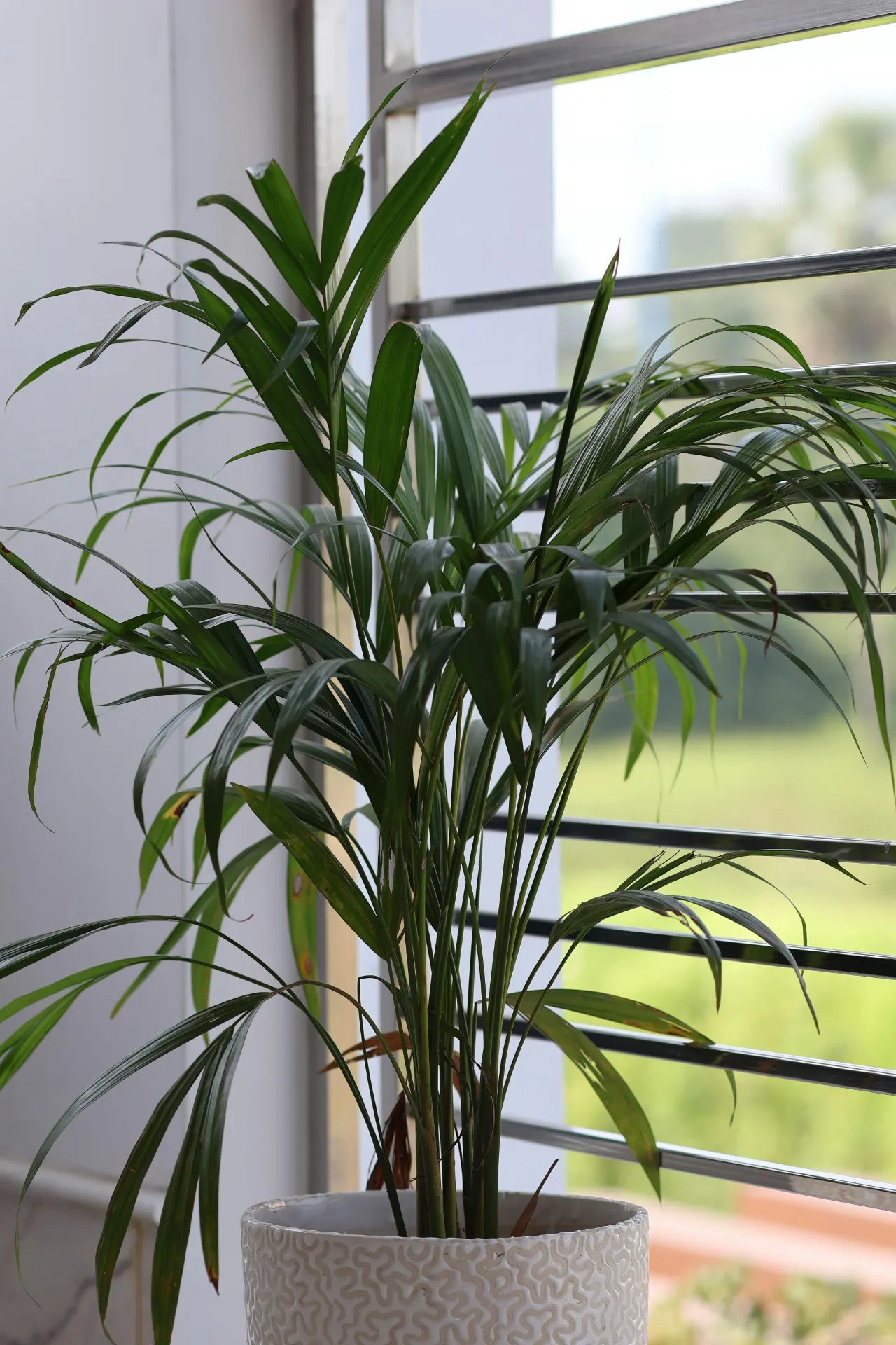 Kentia