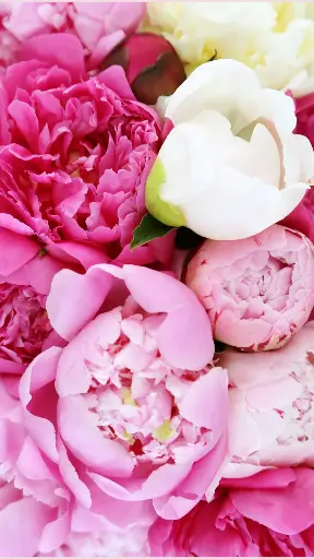 Bouquet de Pivoines