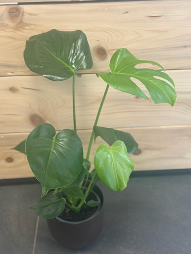 Monstera