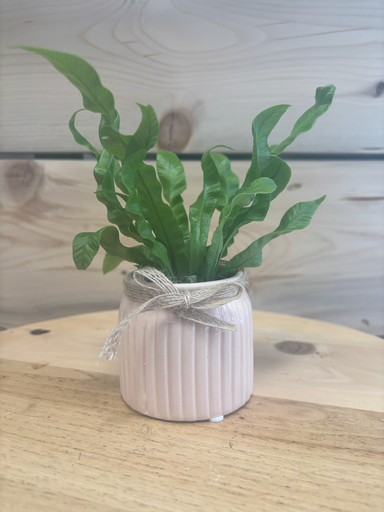 Mini plante