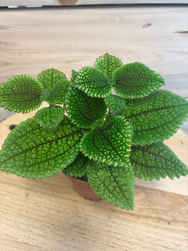 Pilea mollis
